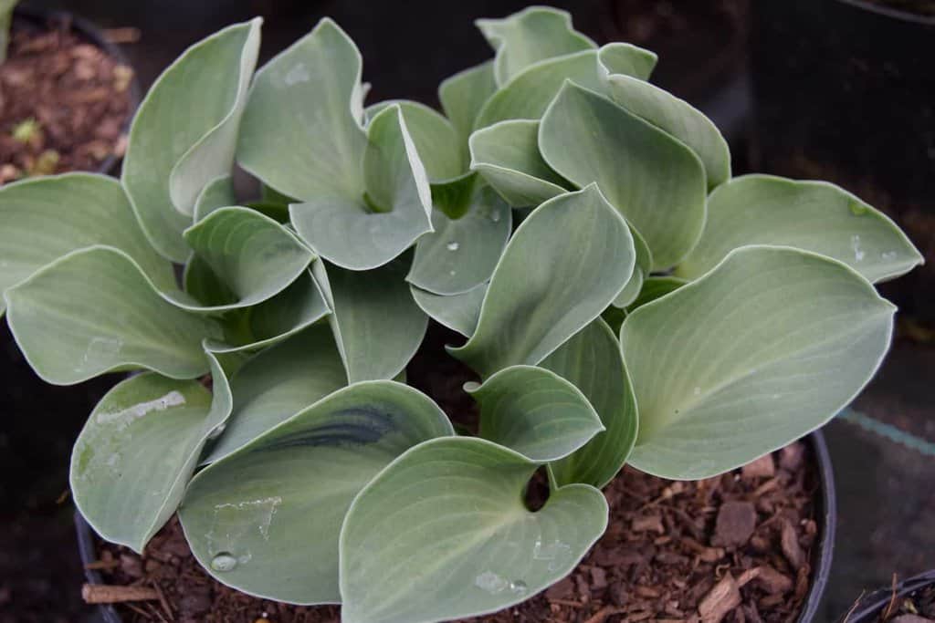 Hosta 'Blue Mouse Ears' <span class="hidden specialOffer"></span> ---